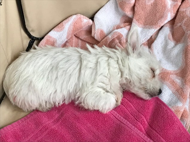 File Mar 19, 2 56 42 PM